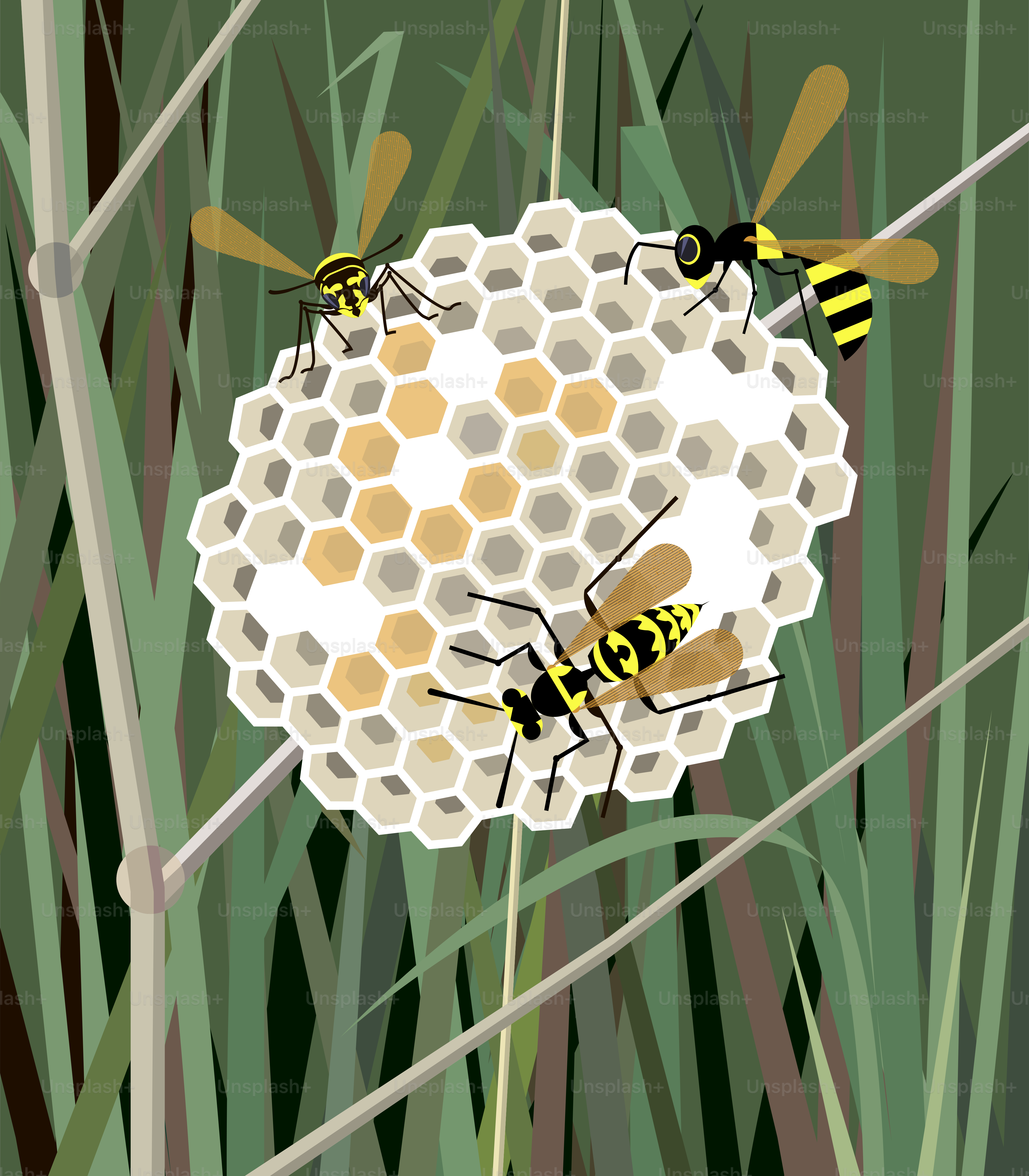 Wasp nest in the grass