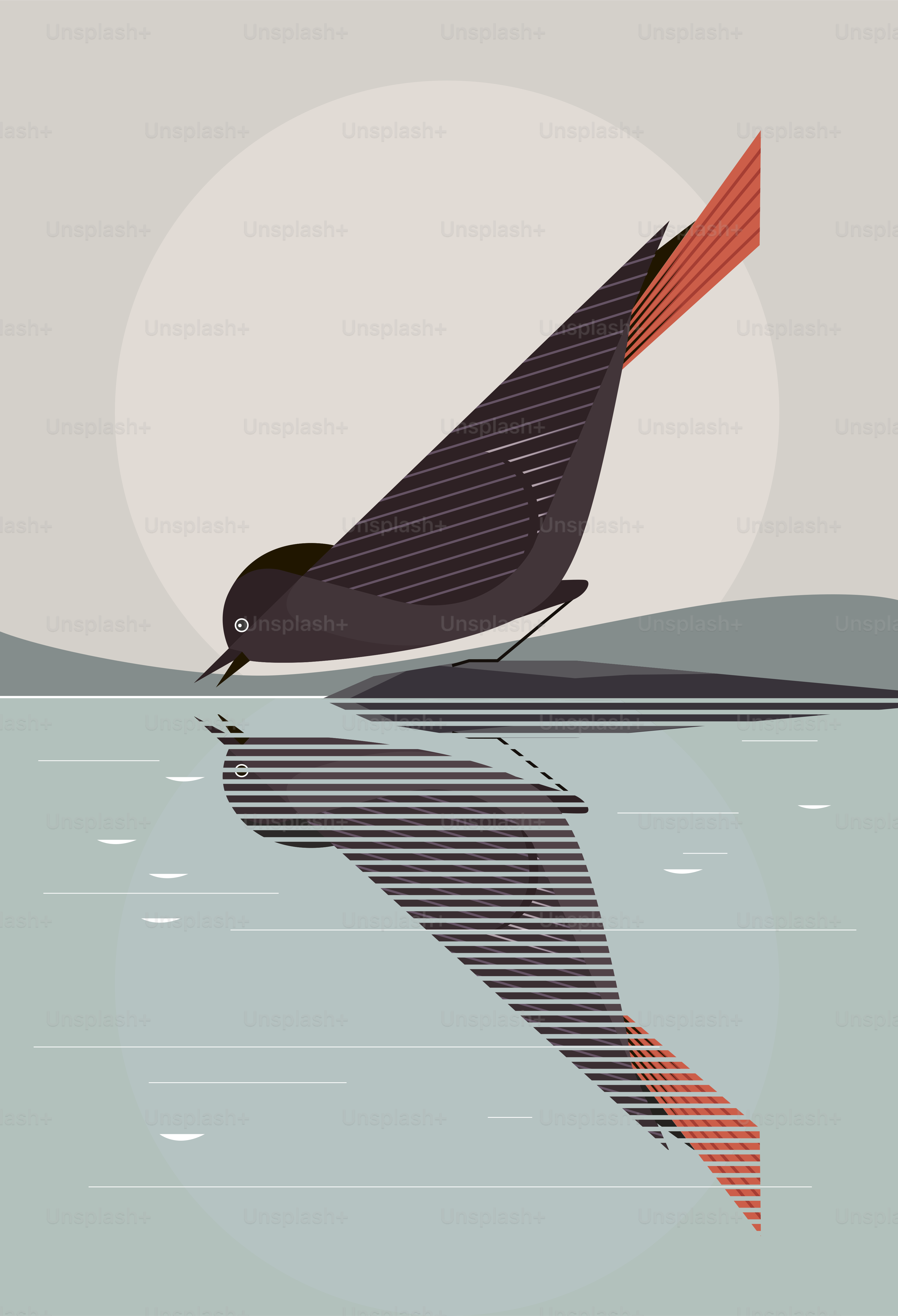 Black redstart with a bright red tail drinks water from the lake, reflected in the mirror water, stylization