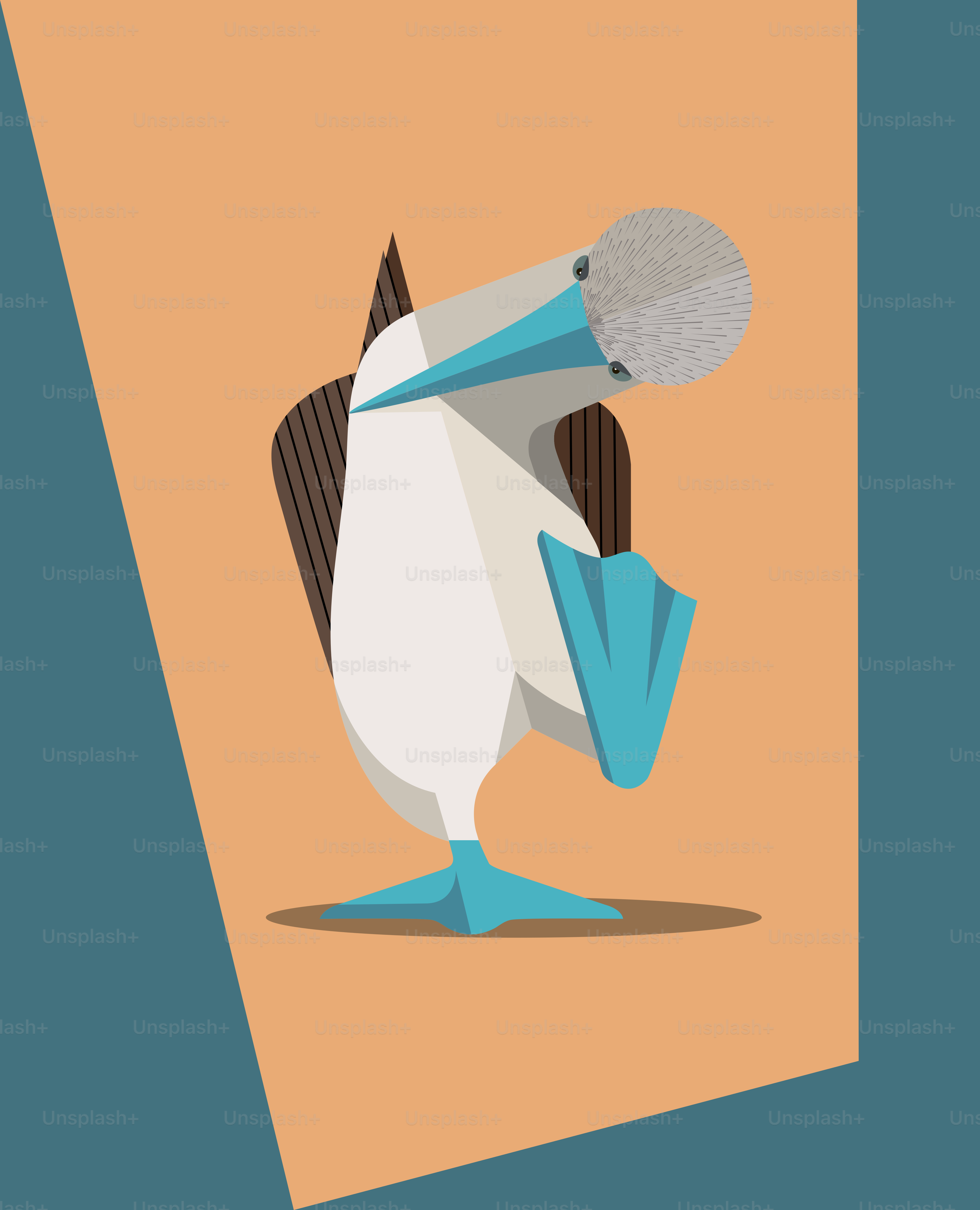 Pendant la saison des amours, les mâles à pattes bleues lèvent haut leurs pattes, montrant la couleur de la femelle. Plus la couleur bleue des pattes est vive, plus la femelle a de chances que la femelle choisisse cette image stylisée