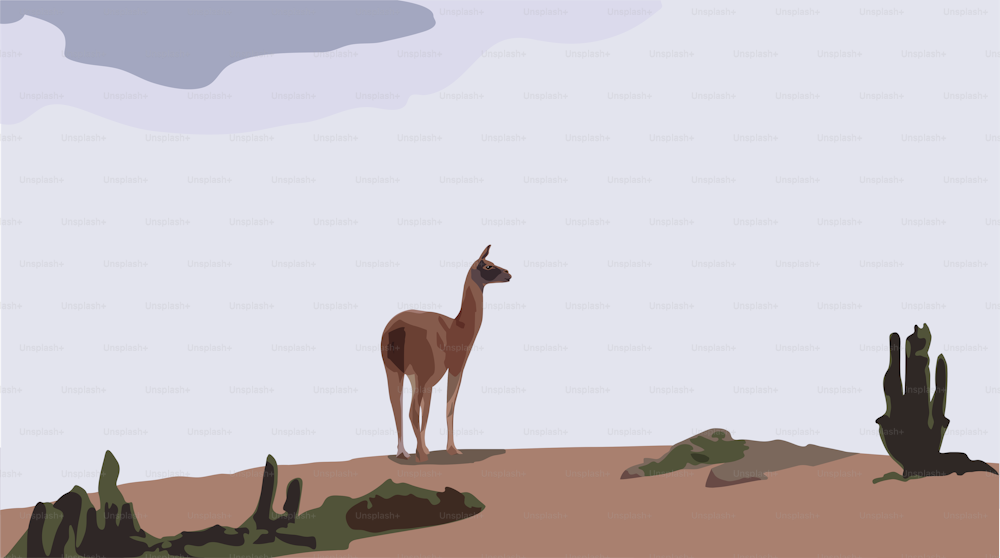 Lama camello mirando cautelosamente a su alrededor en un paisaje desértico
