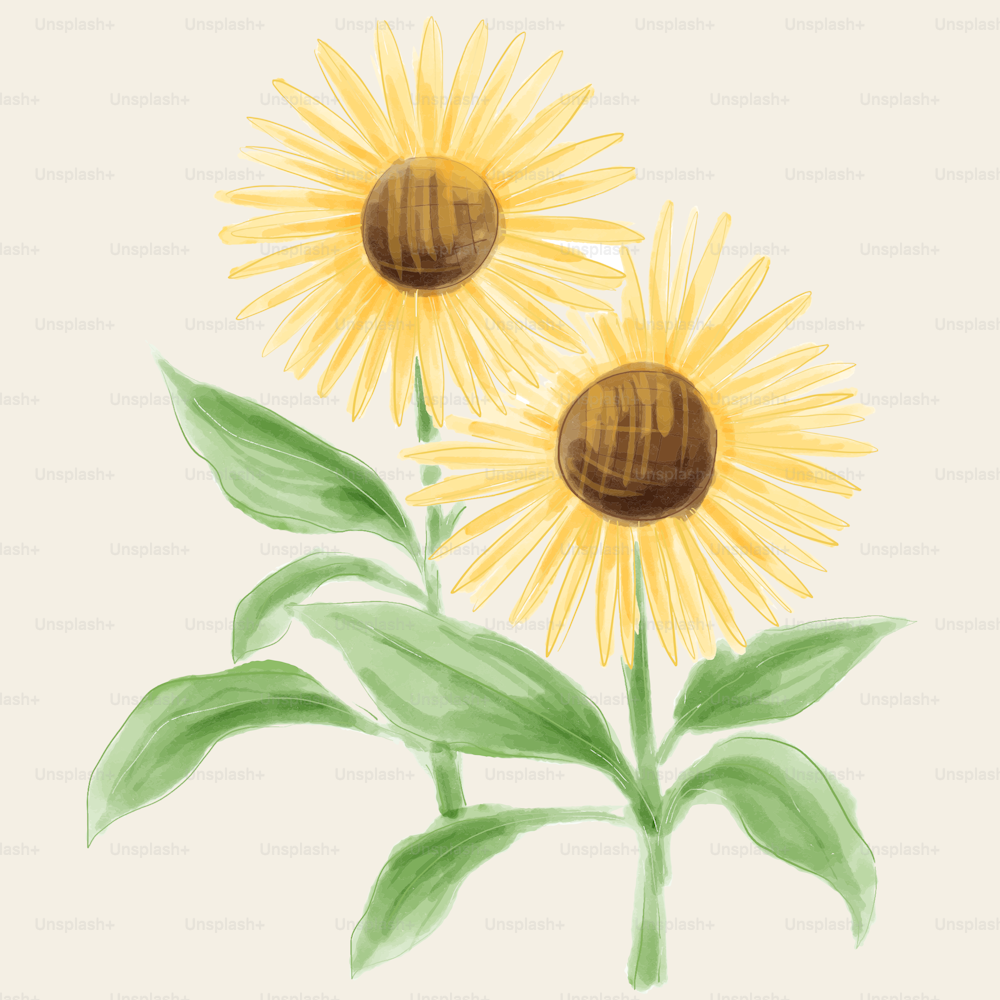 a drawing of two sunflowers with green leaves
