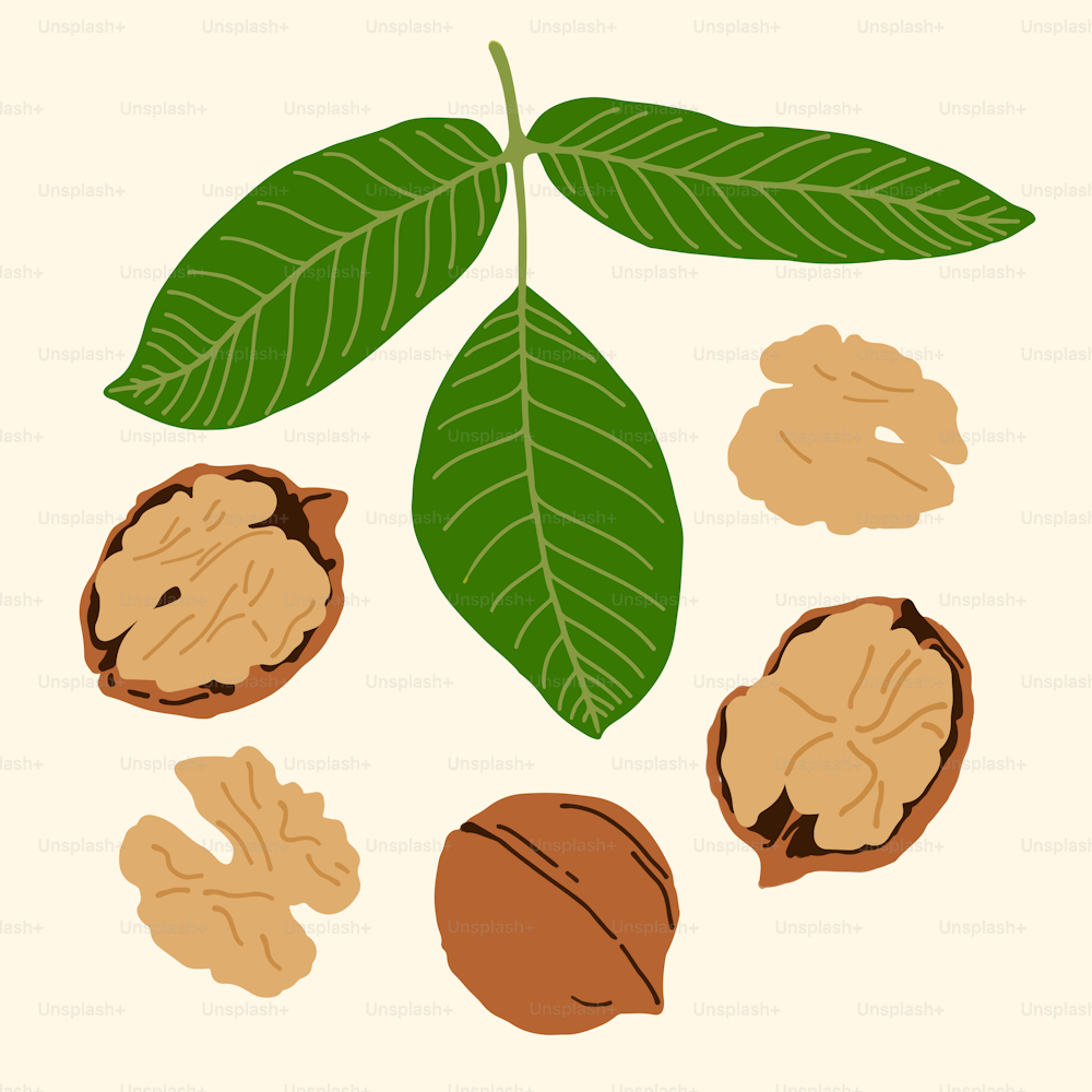 a bunch of nuts and a leaf on a white background