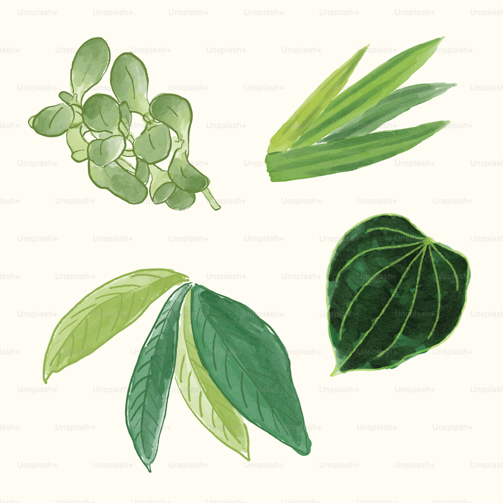 a painting of leaves and a plant on a white background