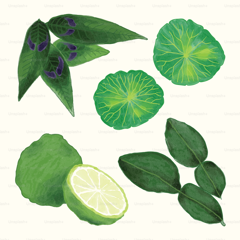 a painting of leaves, a lime and a slice of lime