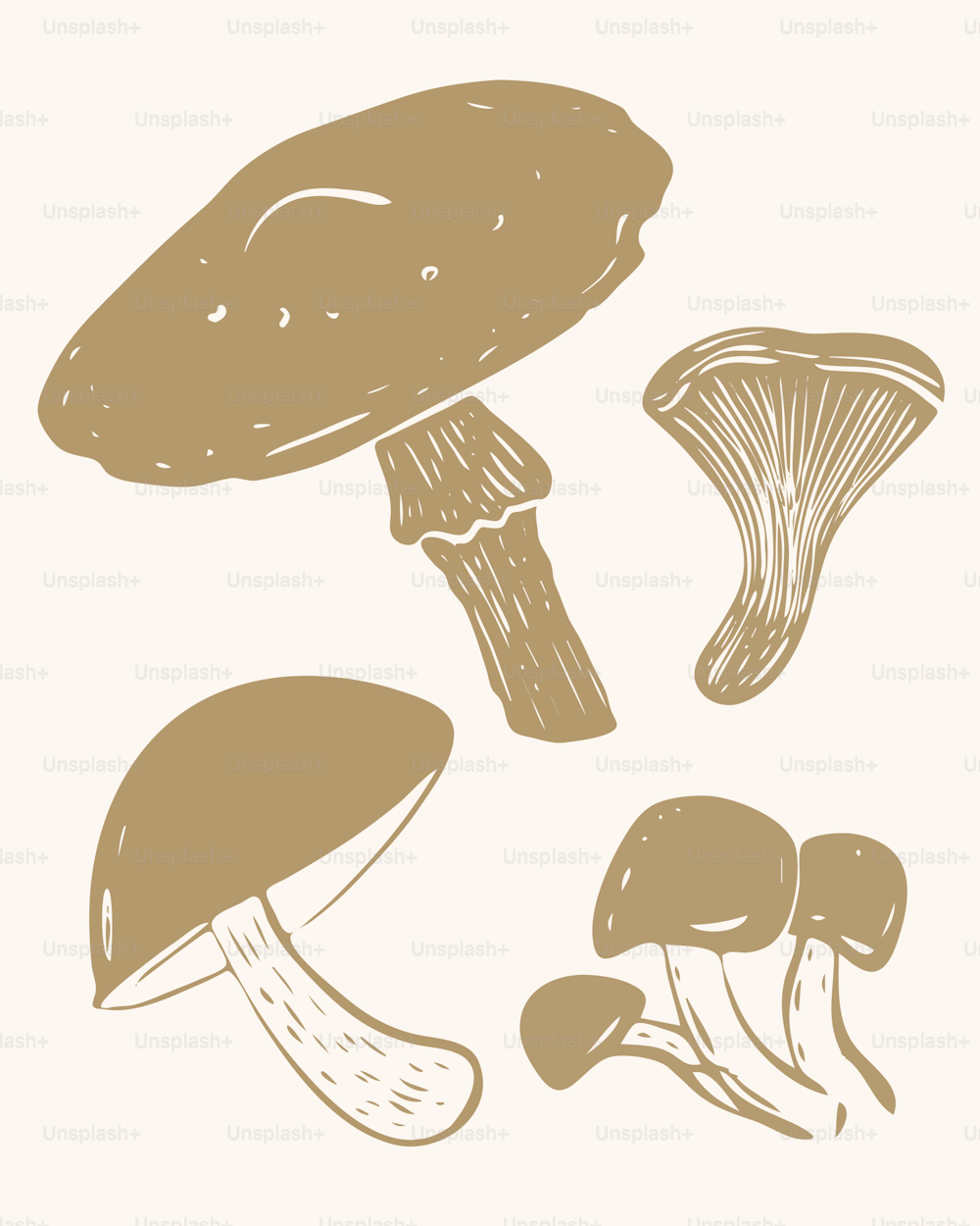 un gruppo di funghi su sfondo bianco