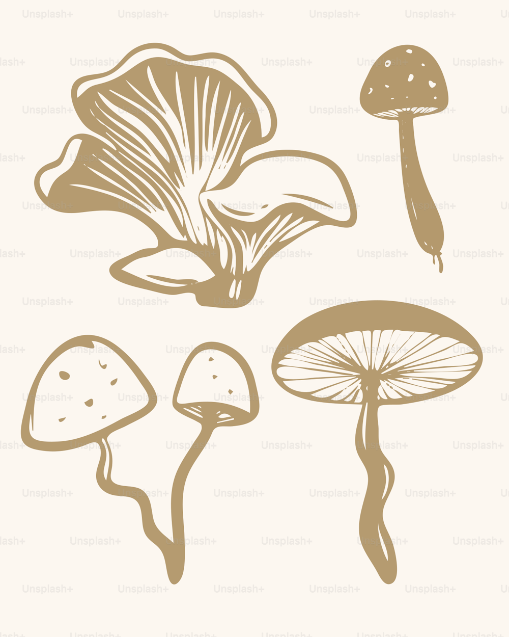 un gruppo di funghi su sfondo bianco
