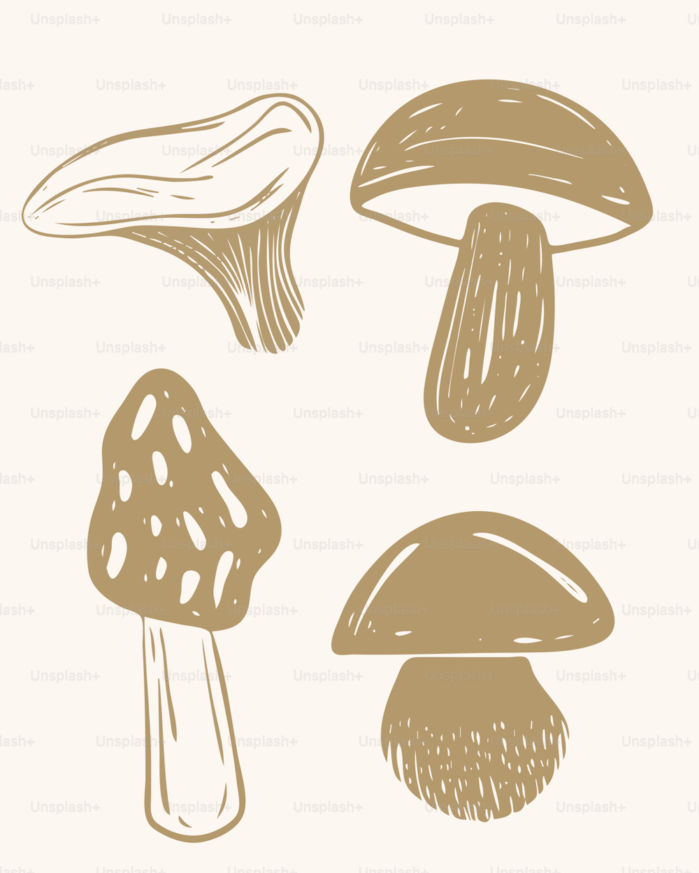 Tre diversi tipi di funghi su sfondo bianco