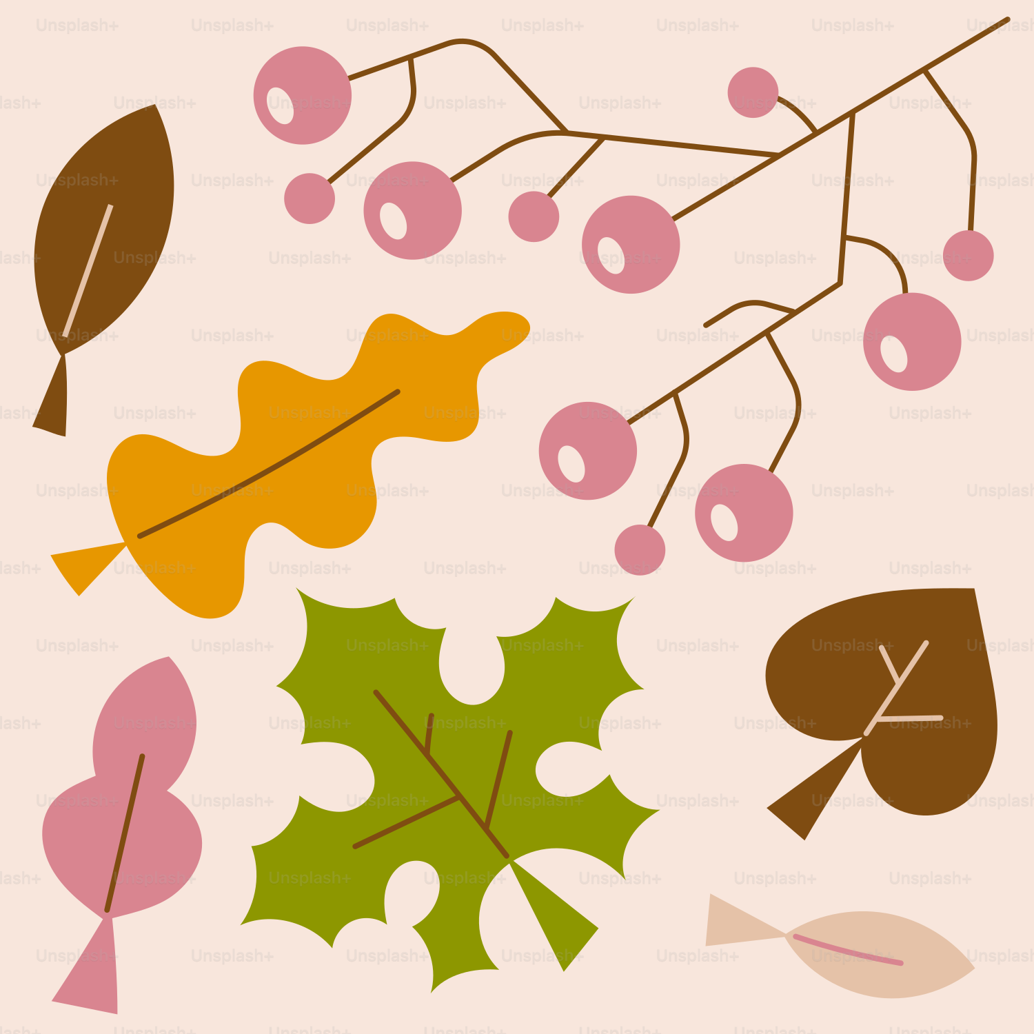 a picture of leaves and berries on a white background