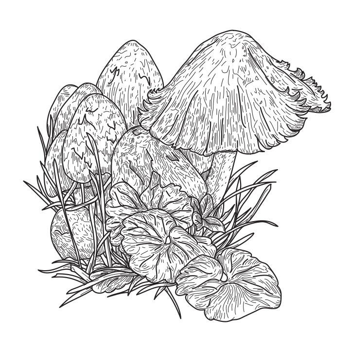 Just a few mushrooms growing in the grass. Separated to layers, global colours.