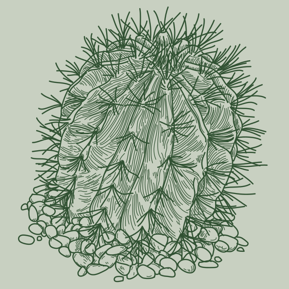 Un gros cactus massif poussant dans le gravier.