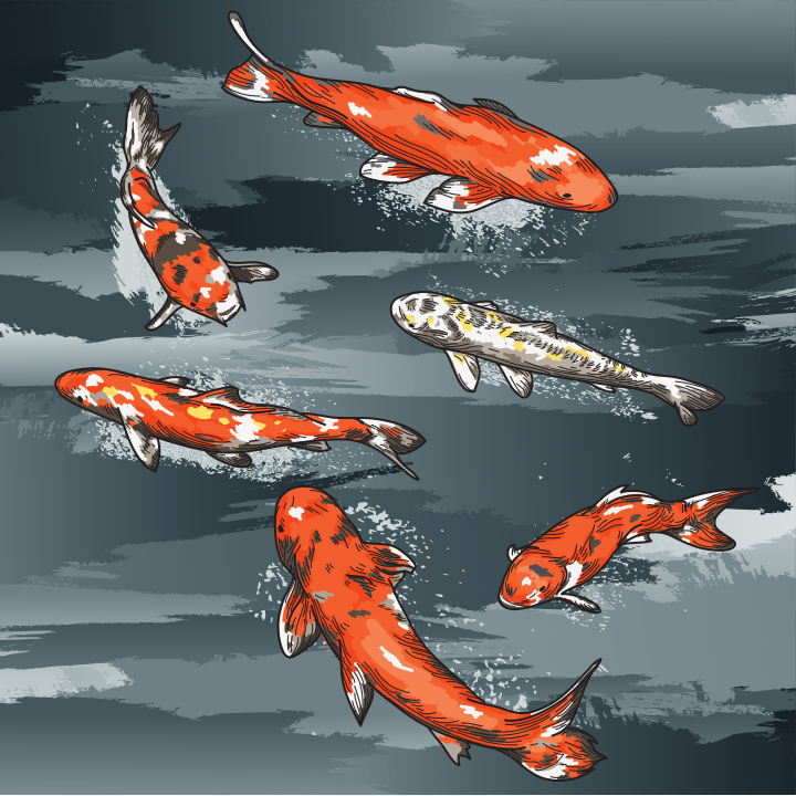 Overhead view of brilliantly coloured koi carp swimming.