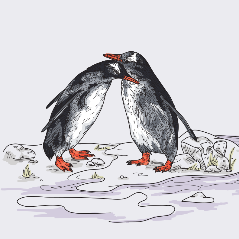 数頭のペンギンが冷たい地面でさっと寄り添っている。