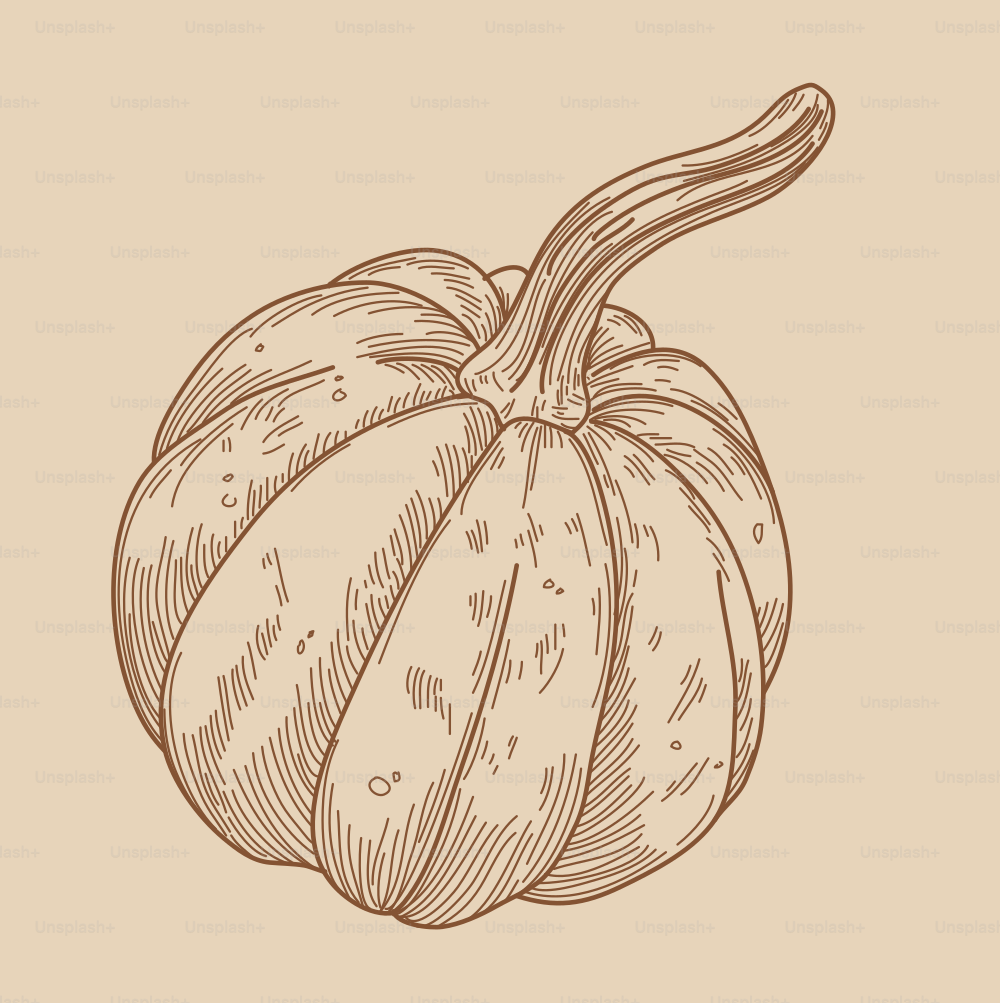 Simple illustration of an acorn squash, fresh produce.