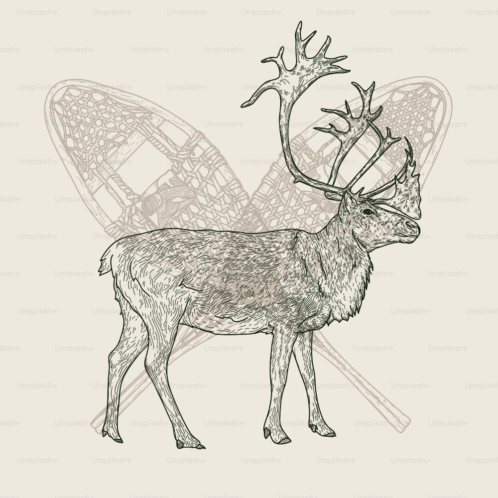 An old fashioned looking vintage emblem design featuring winter animal wildlife on a pair of crossed snowshoes.