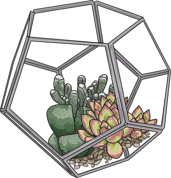 Trois plantes succulentes dans un terrarium en verre à base de galets.