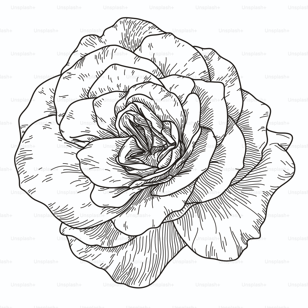 Line artwork of a large, open bloomed cabbage rose.