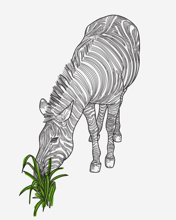 Line artwork of a zebra snacking on some grass.