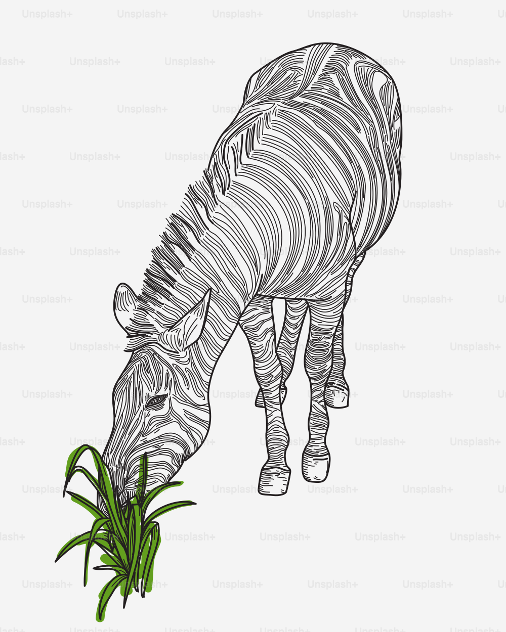 Line artwork of a zebra snacking on some grass.