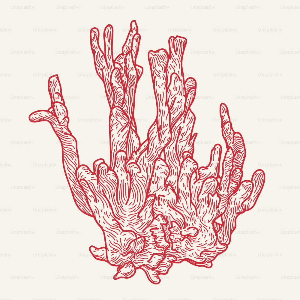 Illustration de ligne de style vintage de corail de mer.