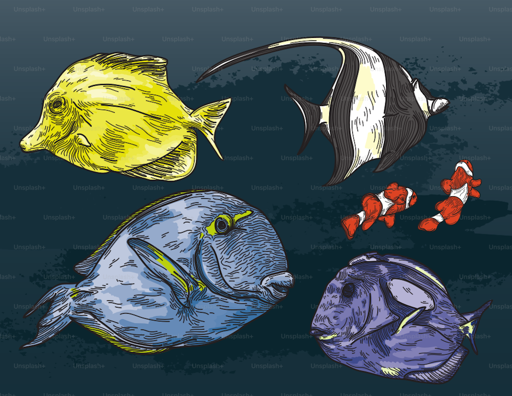 An assortment of tropical fish in a detailed, line art style.