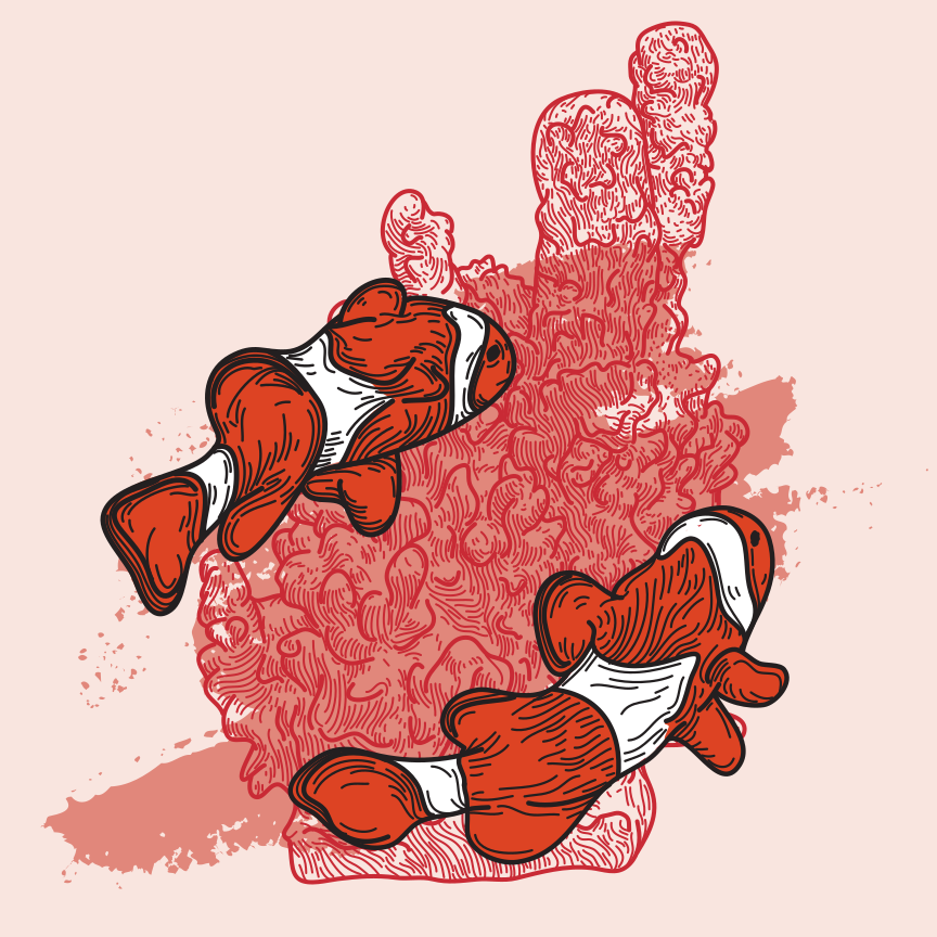 A pair of clown fish swimming.