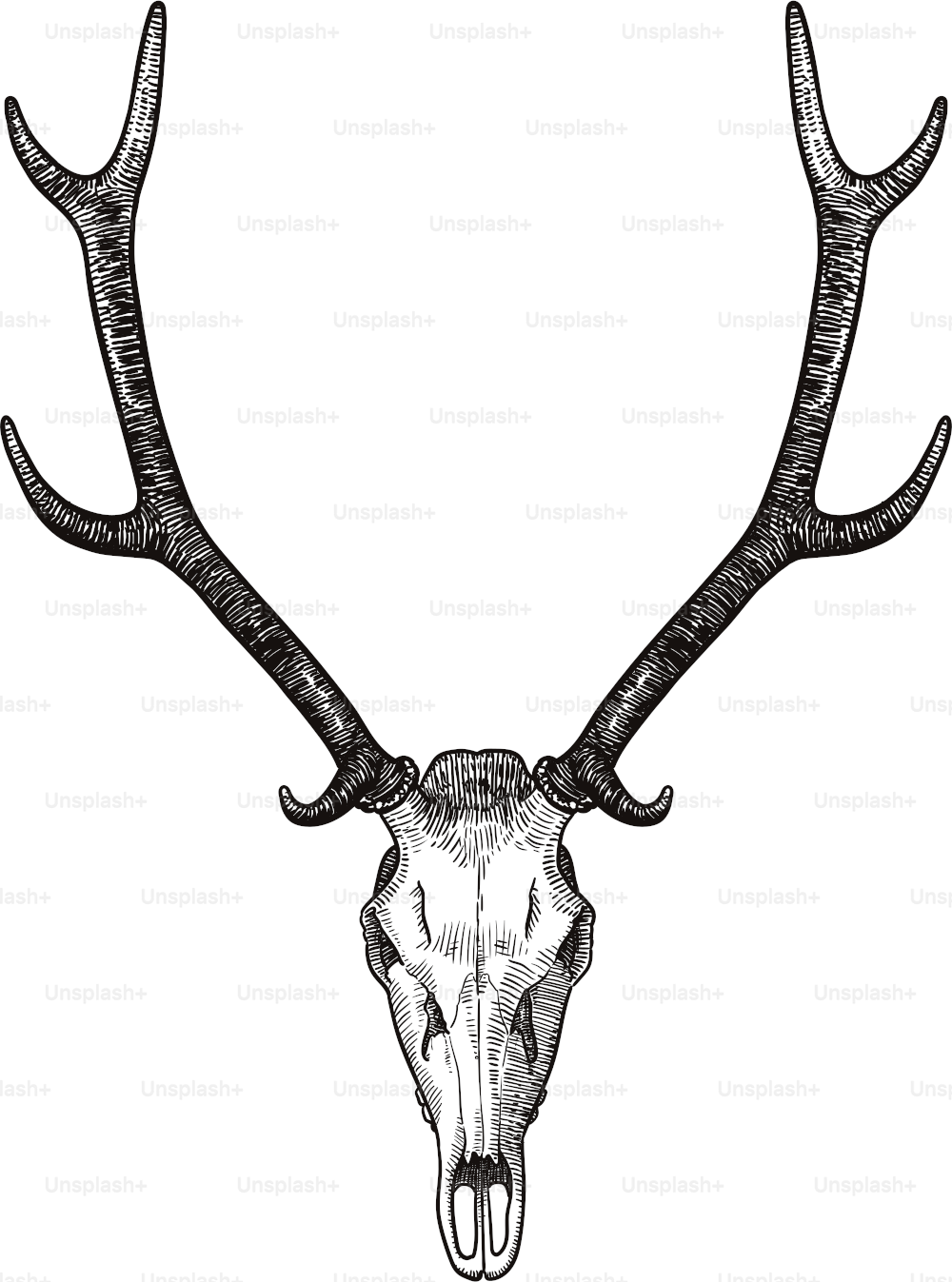 Vector drawing of skull and antlers of a stag