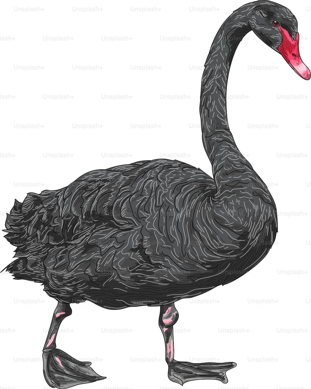 Detailed vintage feel line artwork of a black swan standing and rising from water. Global colours, easy to change.