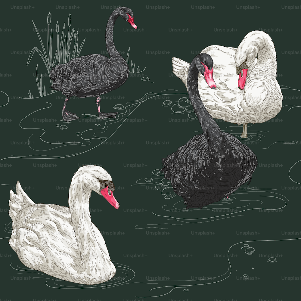 Detailed line art of black and white swans adorn this seamless pattern in a vintage style. Global colours, easy to change.