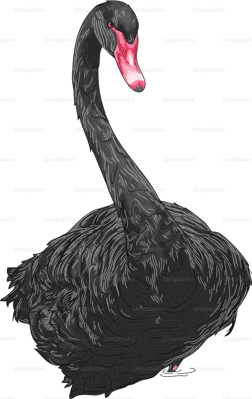 Detailed vintage feel line artwork of a black swan standing and rising from water. Global colours, easy to change.
