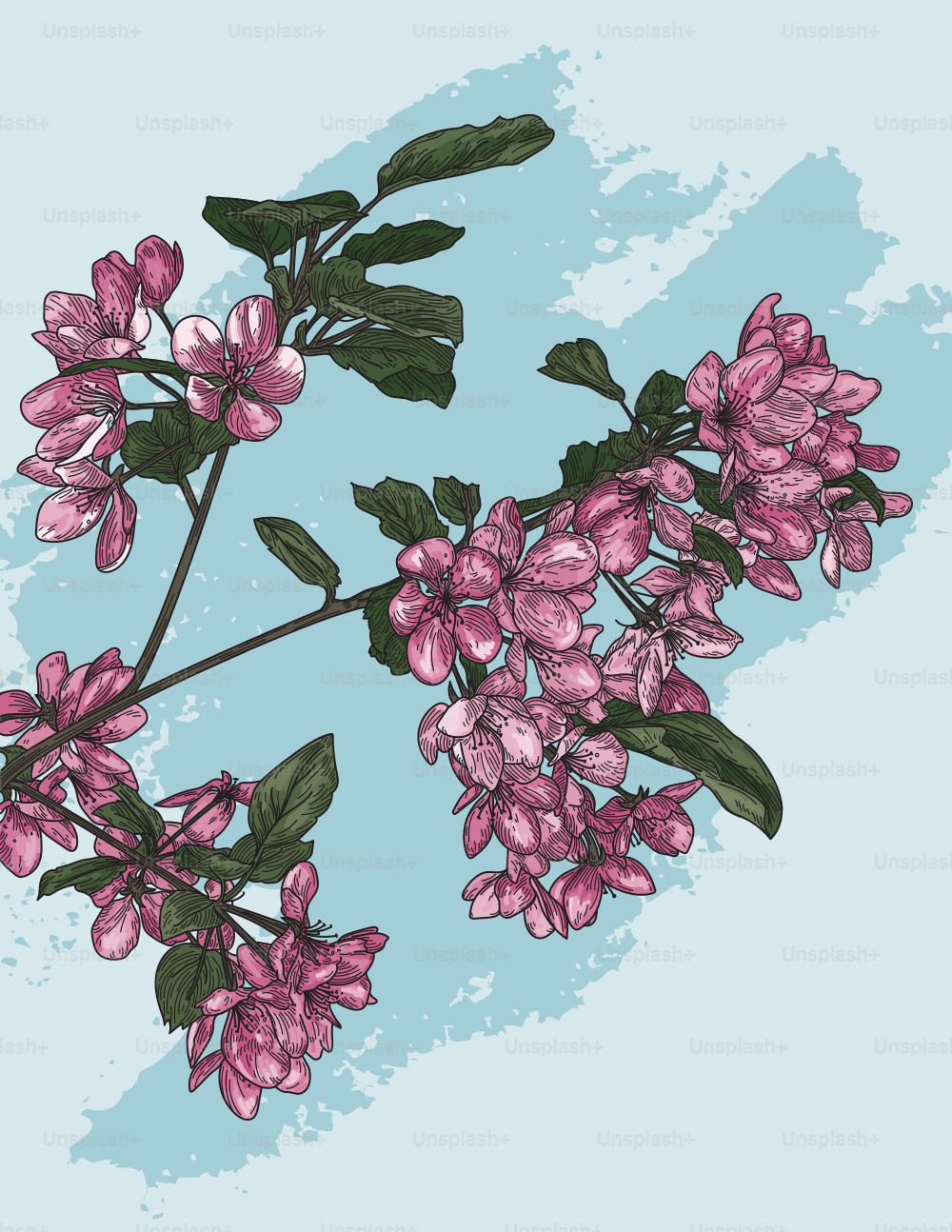 Illustration détaillée au trait de quelques fleurs sur une branche d’un pommetier en fleurs.