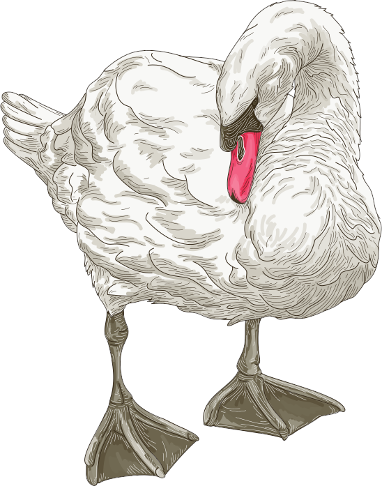 An elegant mute swan done in a detailed line artwork style on a white background.