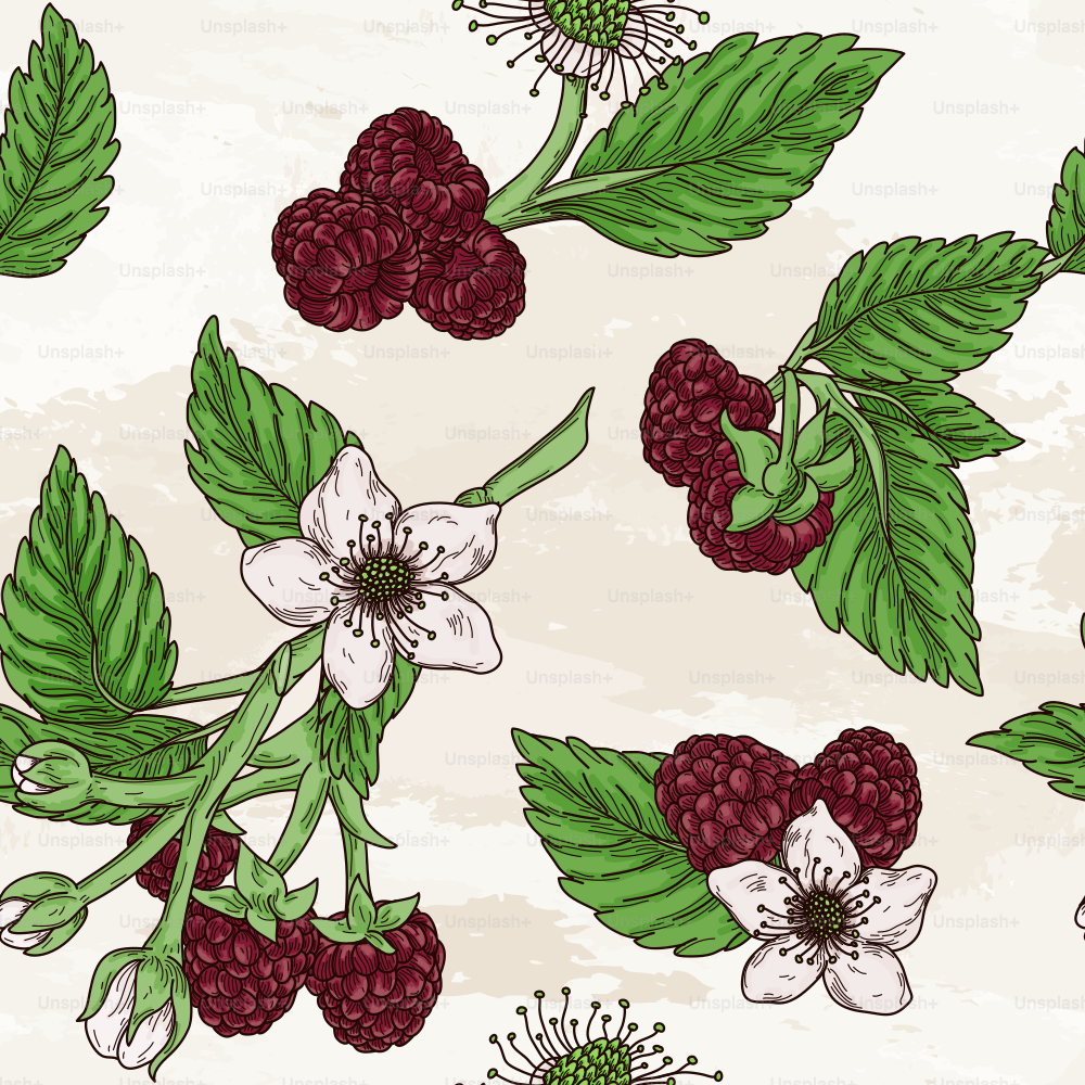 Gorgeous highly detailed line art vintage style seamless raspberry pattern with old-fashioned leaves and blossoms. Perfect for fabric, wallpaper or anything that needs a summery flair.