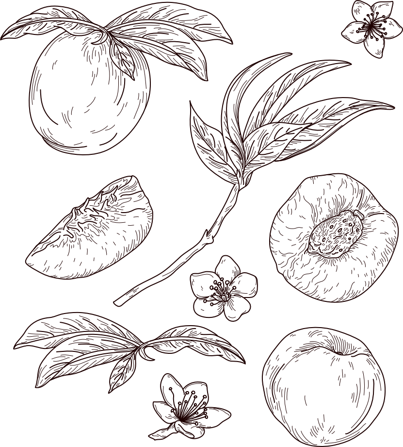 Un set de dibujo a línea de melocotones, hojas y flores con un atractivo vintage y a la antigua.