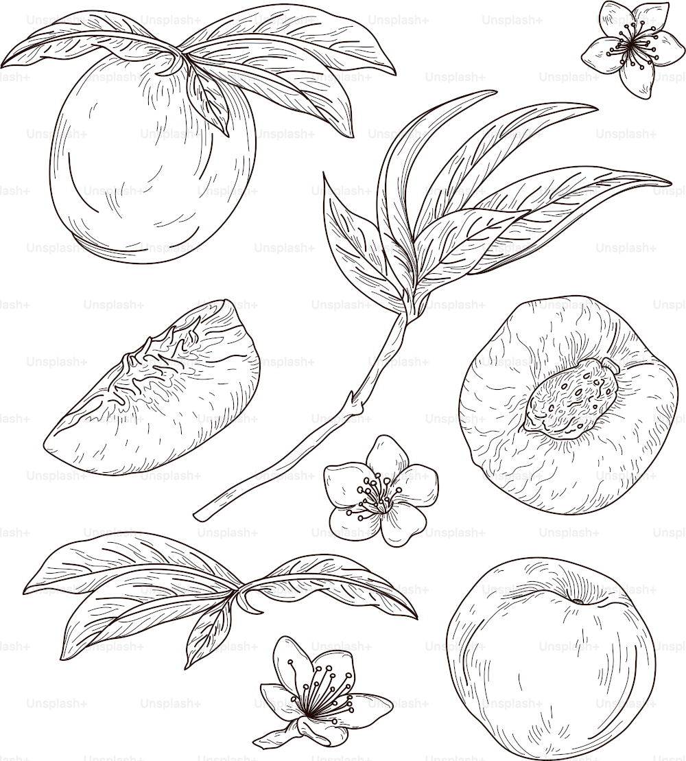 Line artwork set of peaches, leaves and blossoms with an old-fashioned, vintage appeal.