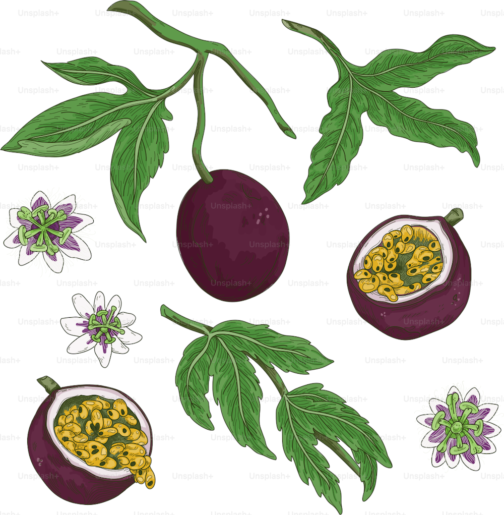 Line artwork set of passion fruit, leaves and blossoms with an old-fashioned, vintage appeal.
