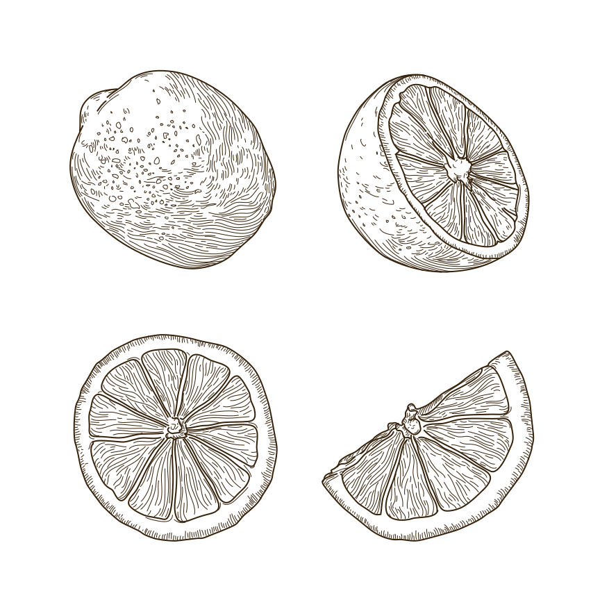 美しく、非常に細部まで作り込まれたラインアートのヴィンテージスタイルのカットレモンセット。