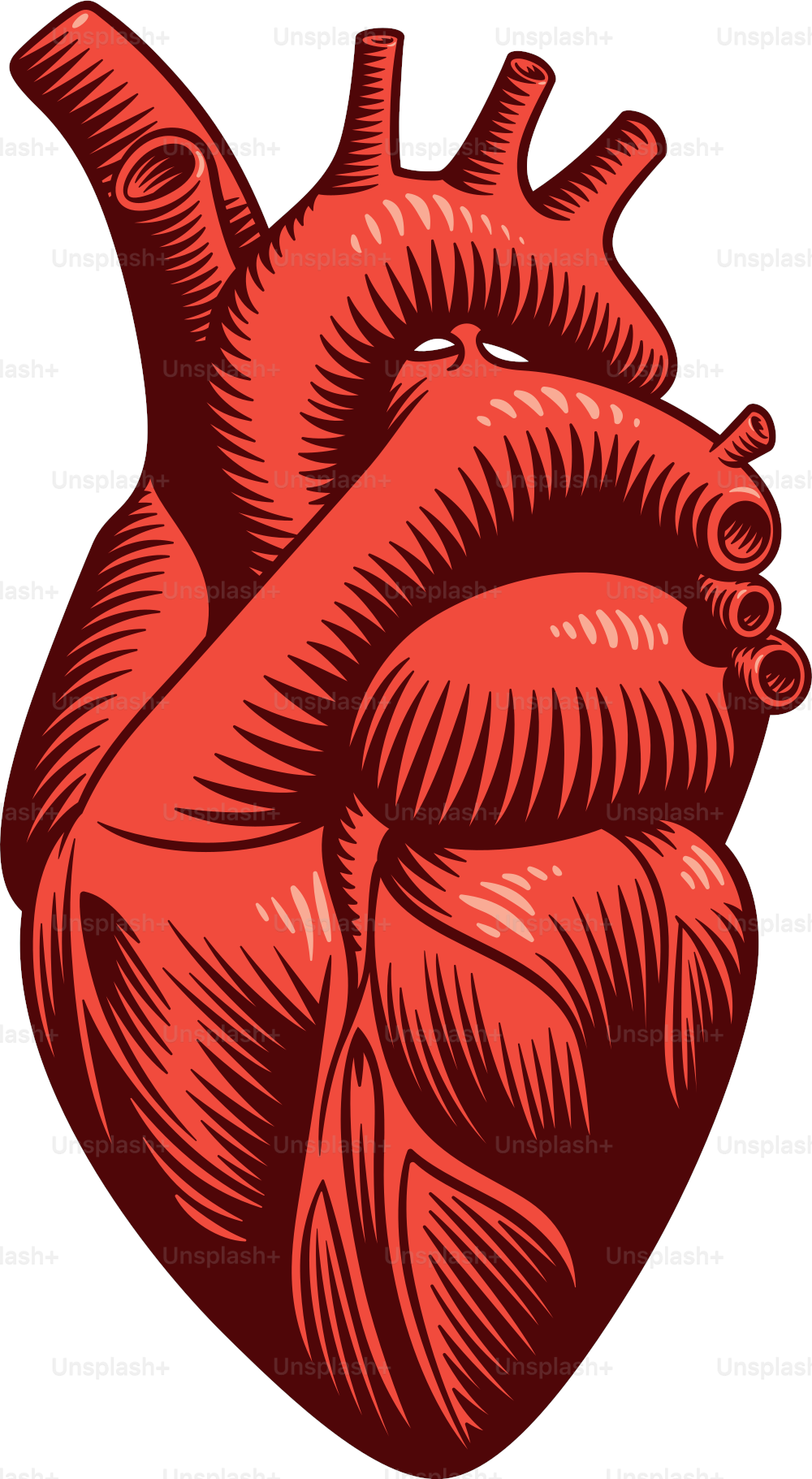 Vector, tattoo style illustration of a heart