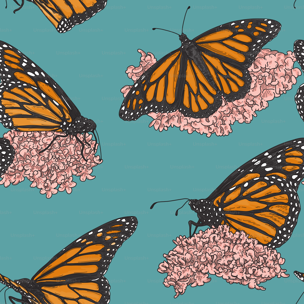 Bellissime farfalle monarca appollaiate sull'asclepiade adornano queste illustrazioni in uno stile artistico dettagliato e vecchio stile. Perfetto per tessuti, carta da parati o qualsiasi cosa che abbia bisogno di un tocco di natura.