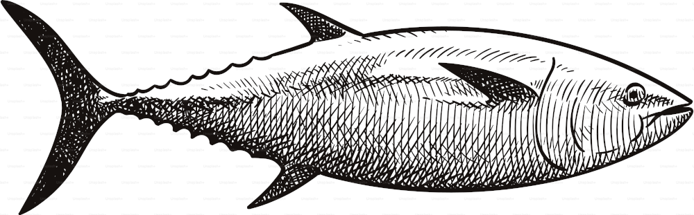 Old style illustration of a tuna fish
