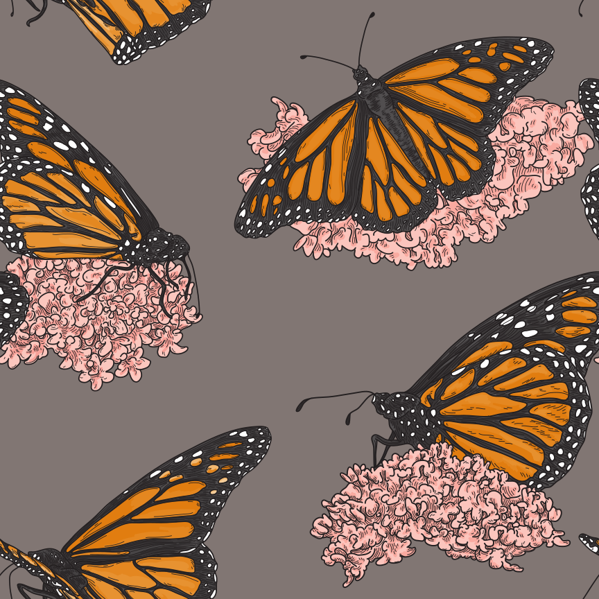 Hermosas mariposas monarca posadas sobre algodoncillo adornan estas ilustraciones con un estilo de arte lineal detallado y a la antigua. Perfecto para telas, papel pintado o cualquier cosa que necesite un toque de naturaleza.