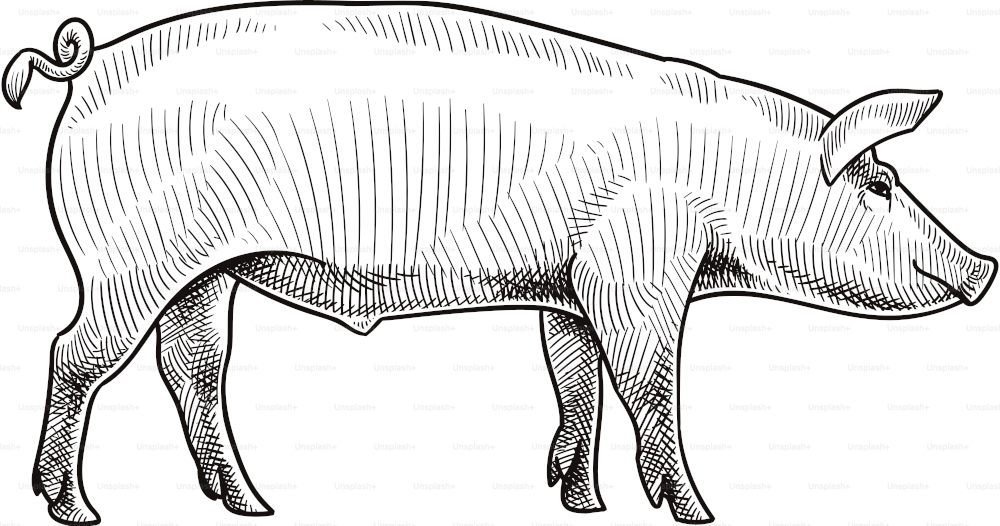 Old style illustration of a pig. Side view.