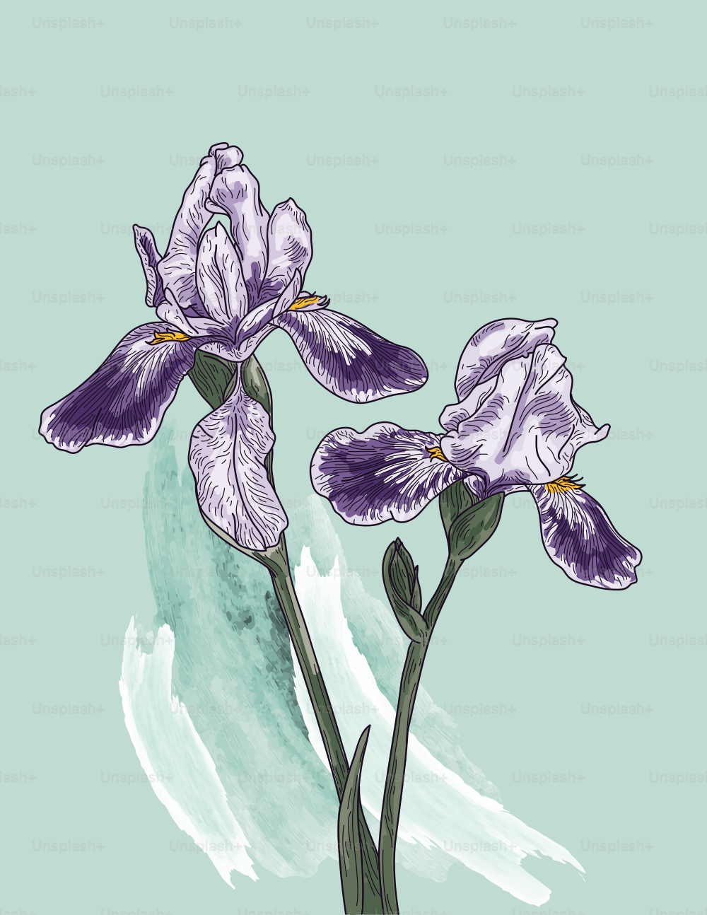 Elegant and detailed line artwork of iris flowers on a simple watercolour brush background.