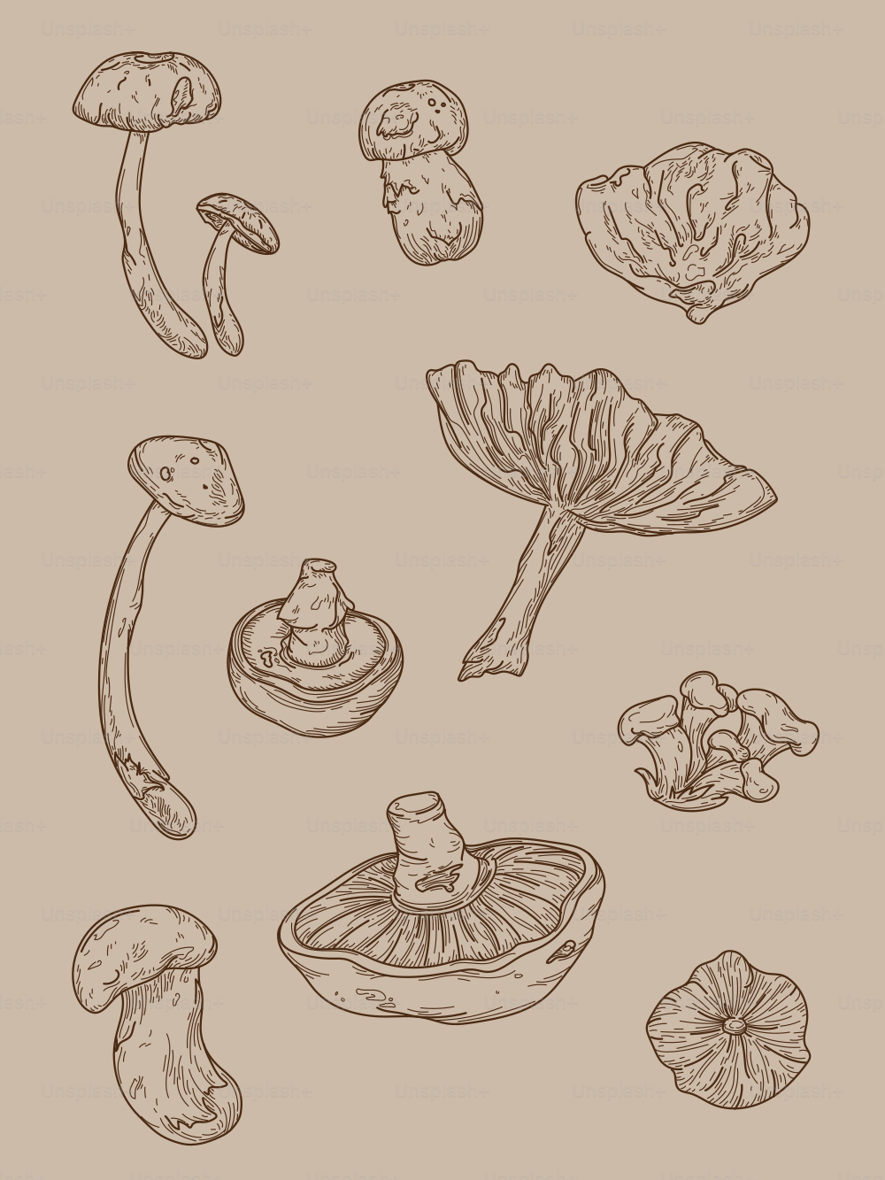A set of line artwork forest mushrooms in neutral tones.