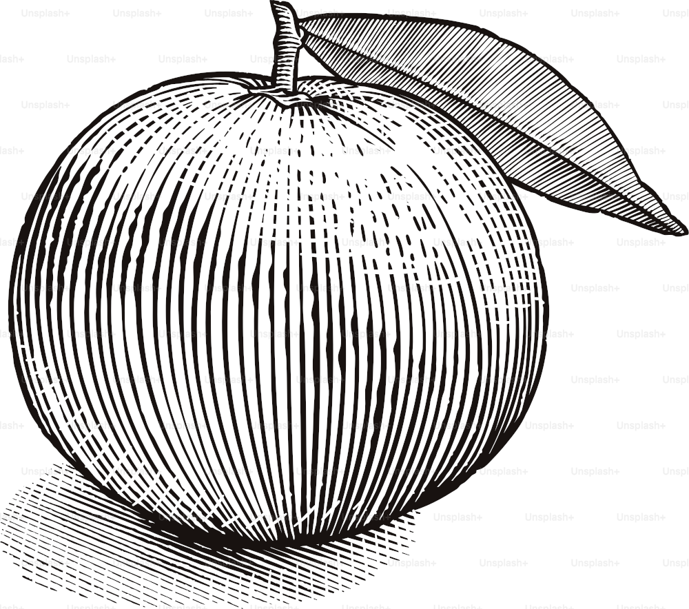 Engraving style illustration of a tangerine fruit