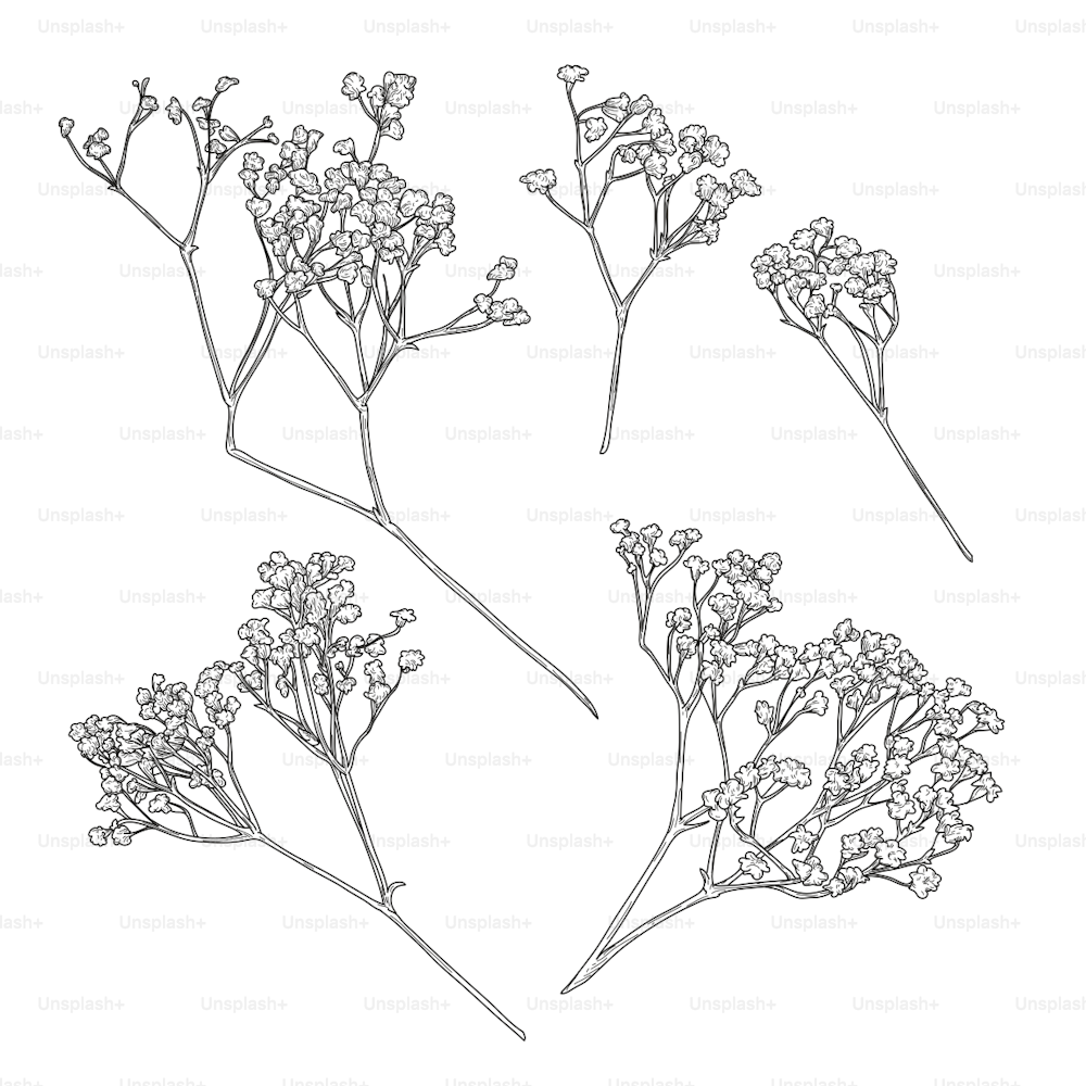 Detailed and delicate vintage look baby's breath line art elements.