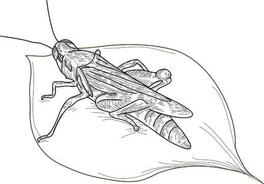 Just a little green grasshopper resting on a leaf.