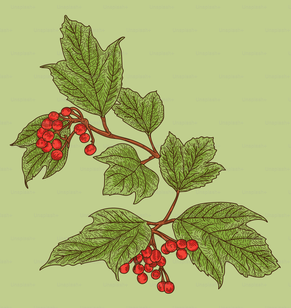 Detailed line artwork of branches from an American Highbush Cranberry plant (American cranberrybush viburnum) form a seamless pattern. Great for autumn, uses global colors.
