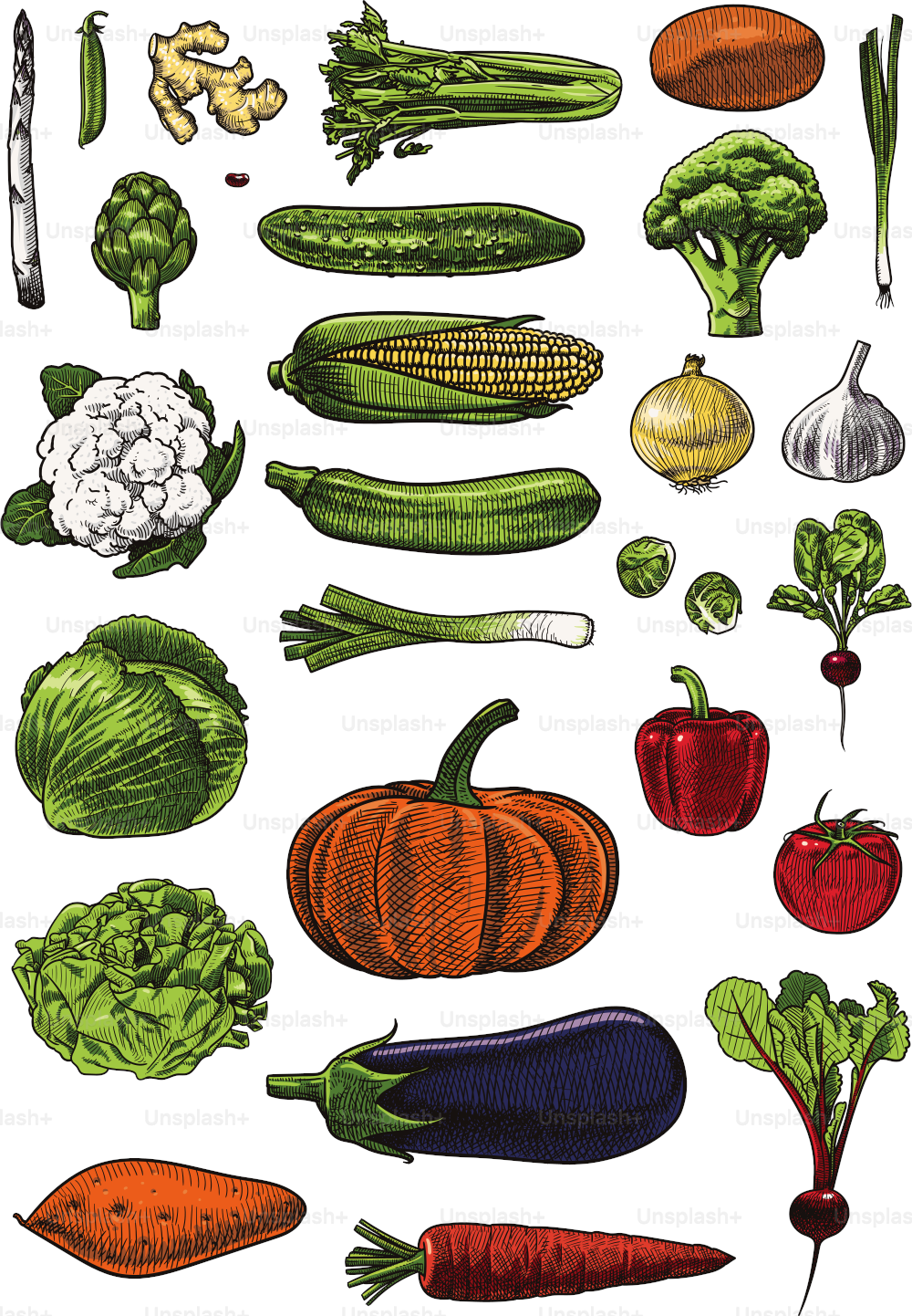 Vector illustrations of assorted vegetables. Carefully grouped and labeled, easy to select and edit.