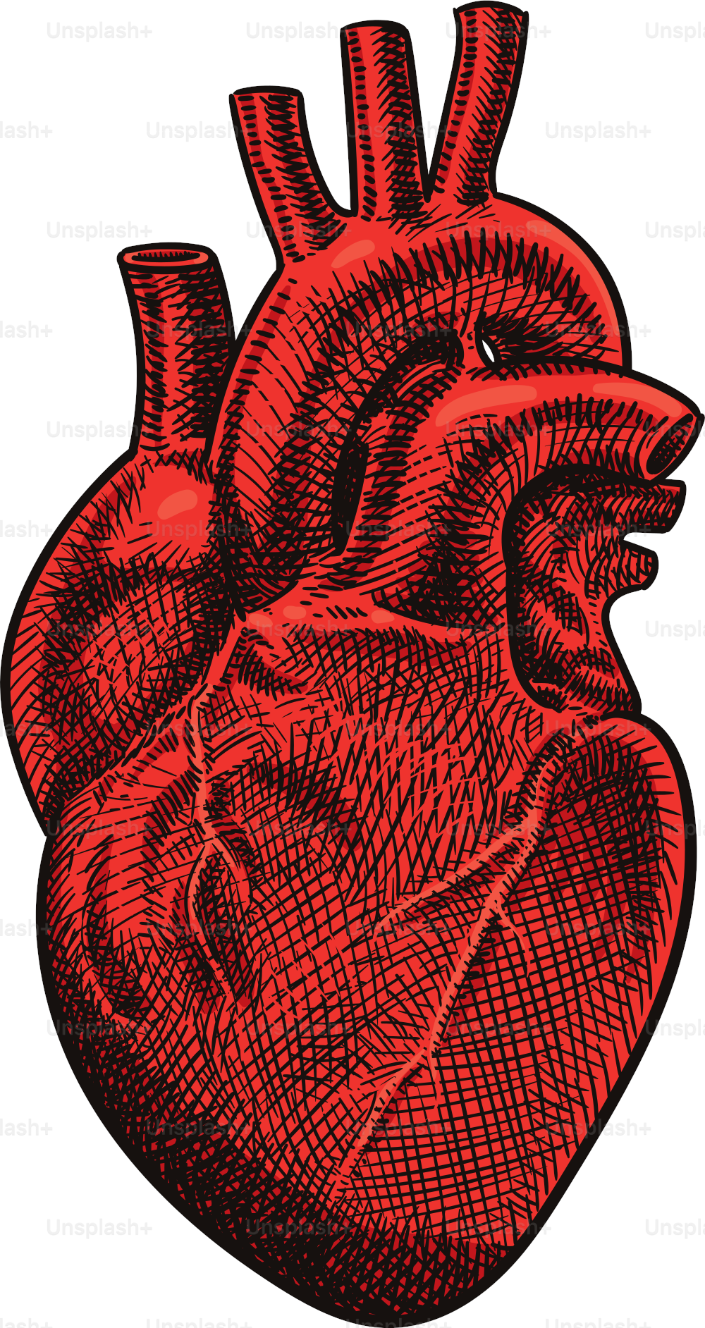 Colored drawing of a heart