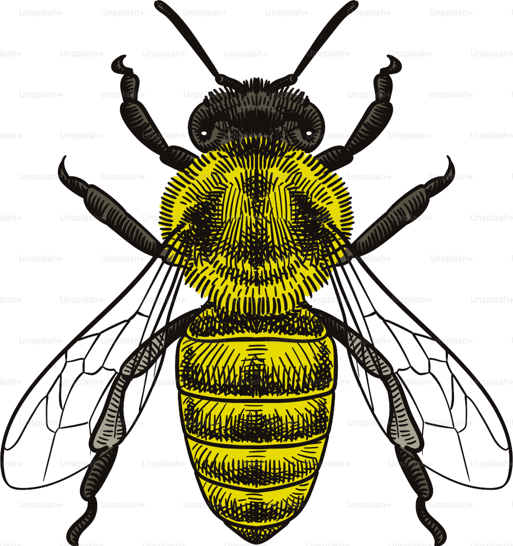 Vista superior de uma abelha. Cuidadosamente em camadas e nomeado. Fácil de selecionar e editar